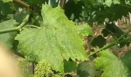 grape vine demaged by inferior mancozeb.jpg?v=120245