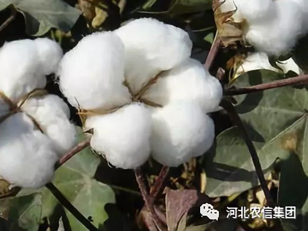 suitable cotton m.jpg?v=120246