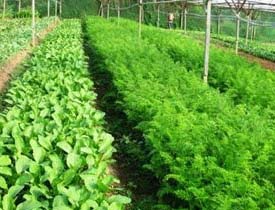 Trifluralin, selective herbicide instruction