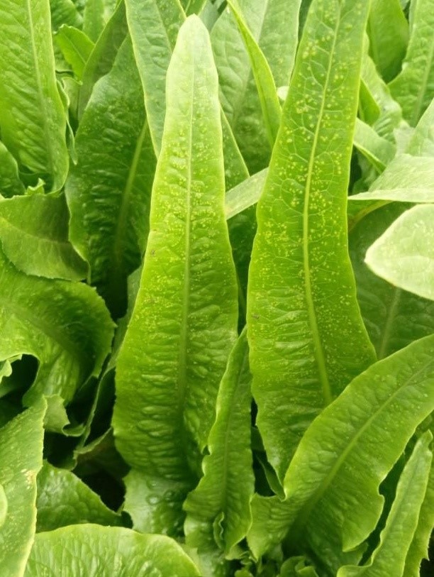 Hazards on leaf lettuce.jpg?v=120256