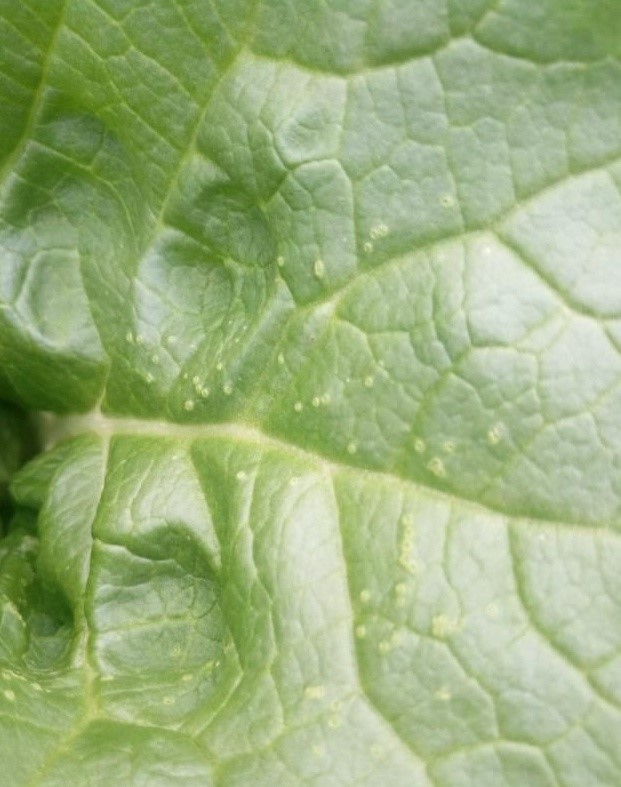 Hazards on cabbage.jpg?v=155011