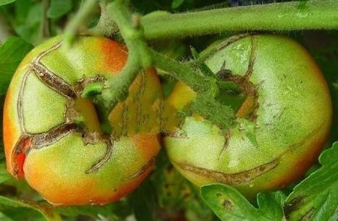 The Truth of Tomato Cracking in Autumn.jpg?v=155013