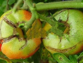 The Truth of Tomato Cracking in Autumn
