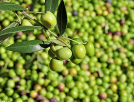 Olive chemical preservation technology