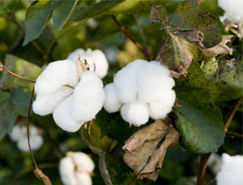 Cotton major pest and disease prevention and control technology program