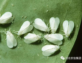 Method for preventing and treating tobacco whitefly