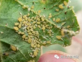 prevention and control of aphid pests and diseases