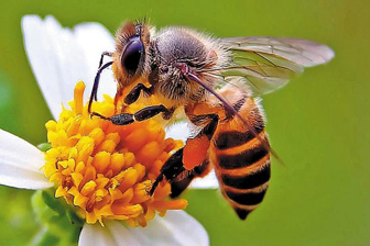 Study: a large number of French bees killed or fipronil rather than Imidacloprid